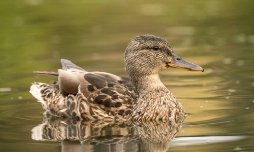 Wild duck at a pond Wild duck at a pond